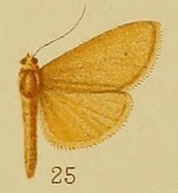 Pl.40-fig.25-Neostege holoxutha Hampson, 1910.JPG