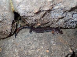 Plethodon websteri 31128008.jpg