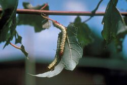 Pococera asperatella larva1.jpg