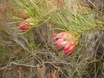 Protea pudens 15314941.jpg