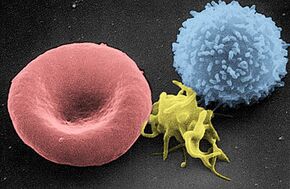 Red White Blood cells.jpg