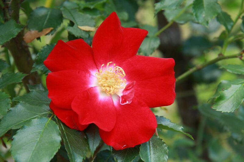 File:Rose 'Dortmund', Climbing rose.jpg
