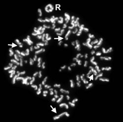 SCE Metaphase-BMC Cell Biol 2-11-6.jpg