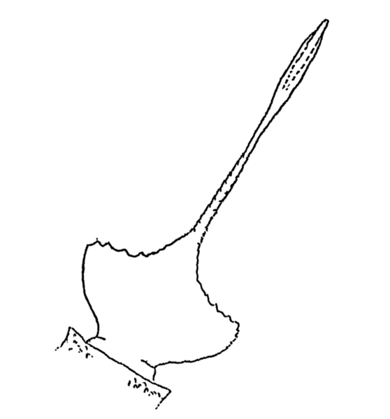 File:Salteropterus rotated.png