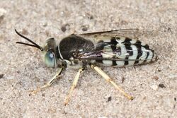Sand Wasp - Bembix texana, Sapelo Island, Georgia.jpg