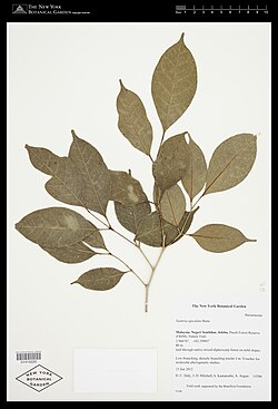 Santiria apiculata.jpg