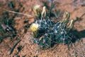 Sclerocactus sileri fh 52 1 AZ BB.jpg