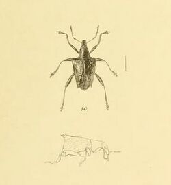 Scolopterus penicillatus White 1846.jpg