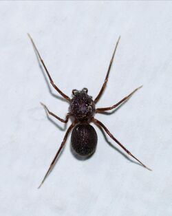 Scytodes August 2014-1.jpg