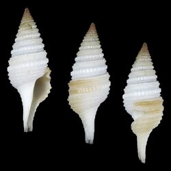 Shell Gemmula oliverai.jpg