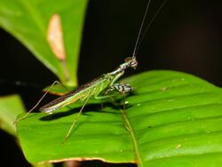 Small Mantis (Hapalopeza sp.) (15456826741).jpg