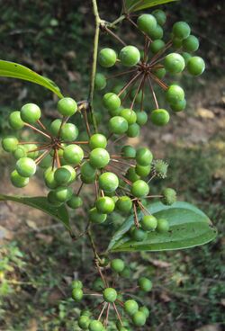 Smilax zeylanica fruits.jpg