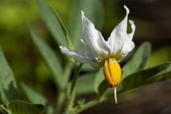Solanum jamesii - Flickr - aspidoscelis.jpg