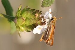 Southern skipperling (Copaeodes minima) ventral.jpg