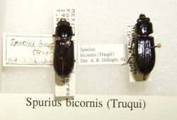 Spurius bicornis sjh.jpg