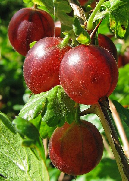 File:Stachelbeere (Ribes uva-crispa).jpg