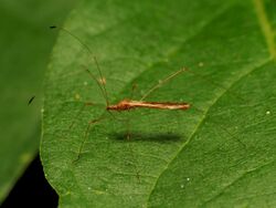 Stilt Bug - Flickr - treegrow.jpg