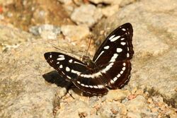 Studded Sergeant (Athyma asura idita) S.jpg
