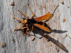 Sydney Spider Wasp.JPG