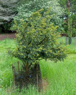 Taxus wallichiana - Hillier Gardens - Romsey, Hampshire, England - DSC04405.jpg