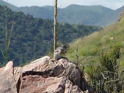 Texas antelope squirrel.jpg