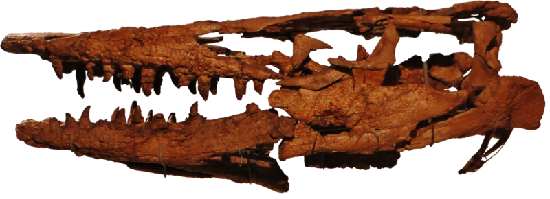 File:Tylosaurus bernardi IRSNB R23 Skull.png