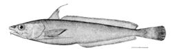 Urophycis tenuis.jpg