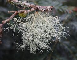 An intricately branched, pale green lichen hangs from a branch.