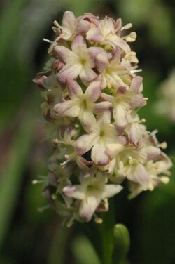 Valeriana celtica (Echt-Speik) IMG 2623.jpg