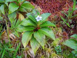 Viola stipularis-La Soufrière-Guadeloupe 2.JPG
