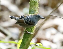 Willisornis vidua - Xingu scale-back antbird (young male).jpg