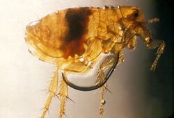 Xenopsylla cheopis flea PHIL 2069 lores.jpg