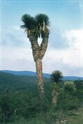 Yucca potosina fh 0388 MEX B.jpg