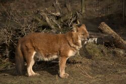 Zoo Osnabrück, Dhole (4413112187).jpg