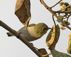 Zosterops abyssinicus (17823062125).jpg