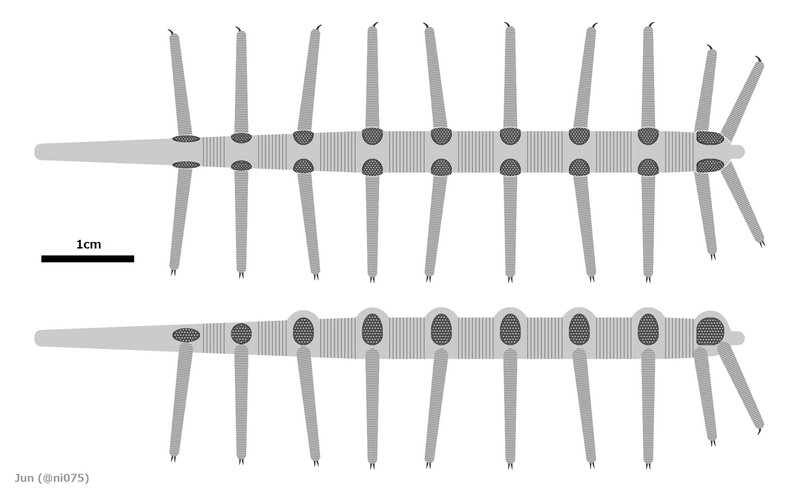 File:20210915 Microdictyon sinicum diagrammatic reconstruction.png