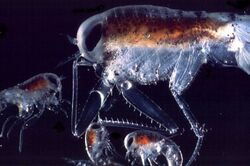 A microscopic picture of Themisto libellula