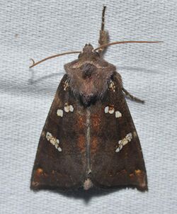 9505 – Papaipema cerussata – Ironweed Borer Moth (22286547426).jpg