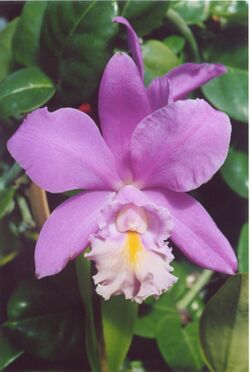 A and B Larsen orchids - Cattleya Miva Breeze Alize 930-23.jpg