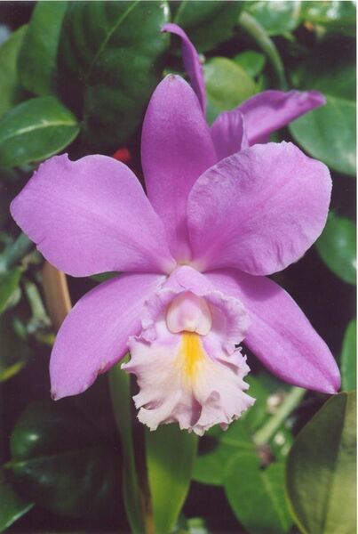 File:A and B Larsen orchids - Cattleya Miva Breeze Alize 930-23.jpg