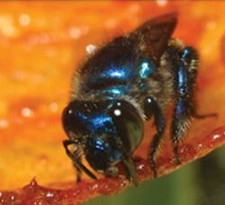 A female Euglossa hyacinthina shaping resin along the rim of the growing nest envelope - JHR-029-015-g001D.jpeg