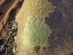 A lichen - Verrucaria mucosa - geograph.org.uk - 1055602.jpg