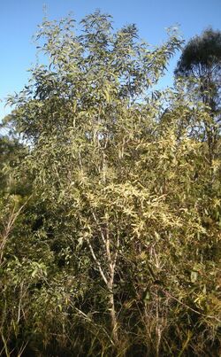 Acacia leiocalyx tree.jpg