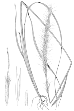 Achnatherum robustum (as Stipa vaseyi) LS-1899.png