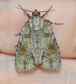 Acronicta exilis (14516165648).jpg