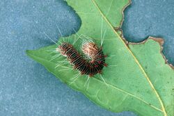 Acronicta retardata larva.jpg