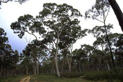 Angophora leiocarpa.jpg