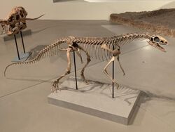 Asilisaurus kongwe FMNH.jpg