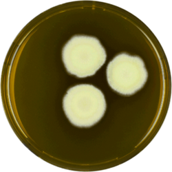 Aspergillus navahoensis meaox.png