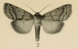 Aurevilius, 1910. Pl.2-02-Apospasta eriopygioides (Aurivillius 1910).JPG